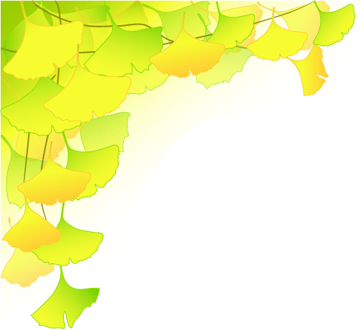 イチョウ