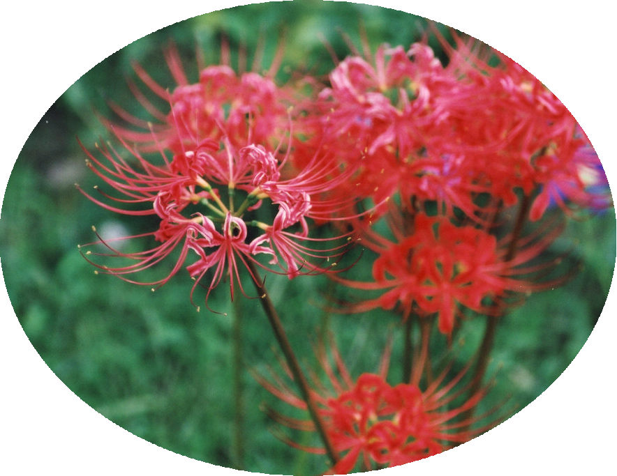 彼岸花