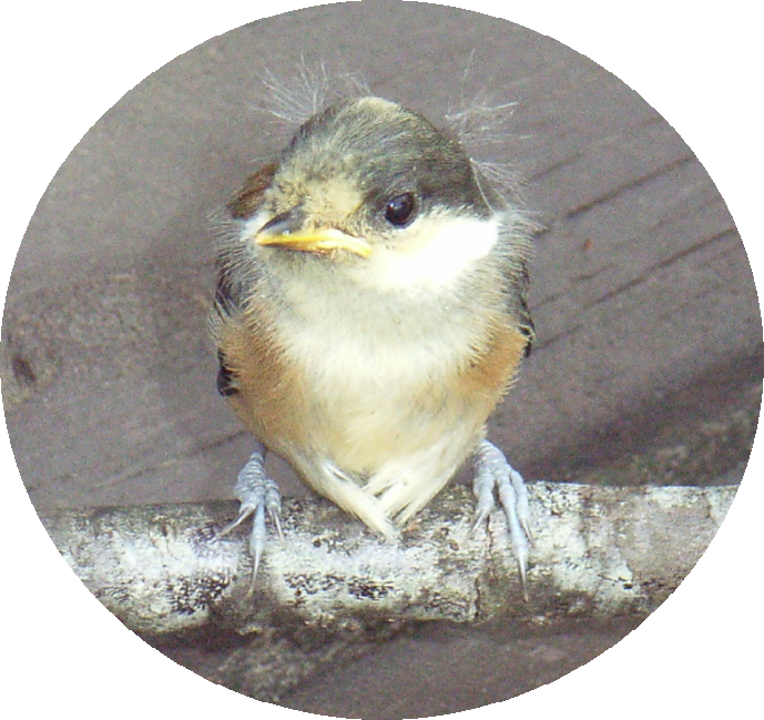 シジュウカラ