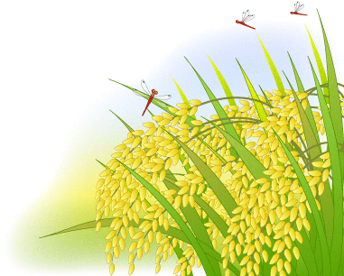 稲穂と赤トンボ