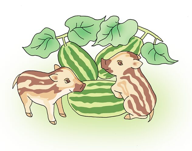 ウリ畑のウリ坊